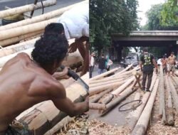 Pesanan Batang Pinang Belum Ramai, Pengusaha Medan Masih Tunggu Lonjakan Jelang 17 Agustus